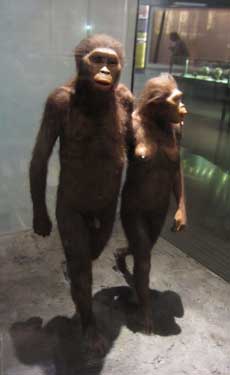 "Lucy," Australopithecus afarensis reconstruction by Gary Sawyer at the Hall of Human Origins, American Museum of Natural History, NYC
