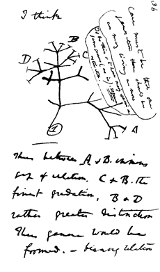 Charles Darwin's 1837 sketch, his first diagram of an evolutionary tree.