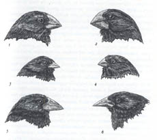 Darwin's Finches